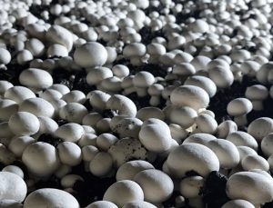 Halkapınar’da Genç Girişimcilerden Kültür Mantarı Üretim Tesisi