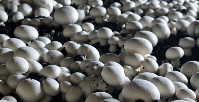 Halkapınar’da Genç Girişimcilerden Kültür Mantarı Üretim Tesisi