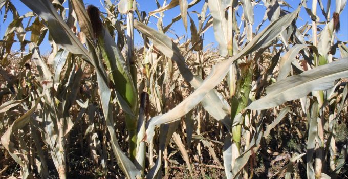 Karapınar’da mısırı soğuk vurdu