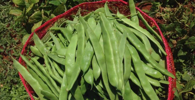 Ağustos ayının zam şampiyonu taze fasulye oldu