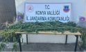 Ereğli’de tarlaya uyuşturucu baskını