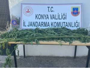 Ereğli’de tarlaya uyuşturucu baskını
