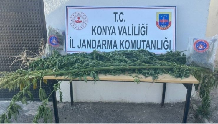 Ereğli’de tarlaya uyuşturucu baskını