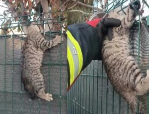 Ereğli’de Tellere Sıkışan Kedi Kurtarıldı