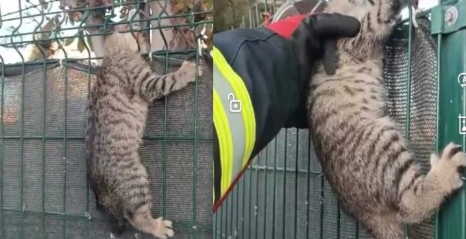 Ereğli’de Tellere Sıkışan Kedi Kurtarıldı