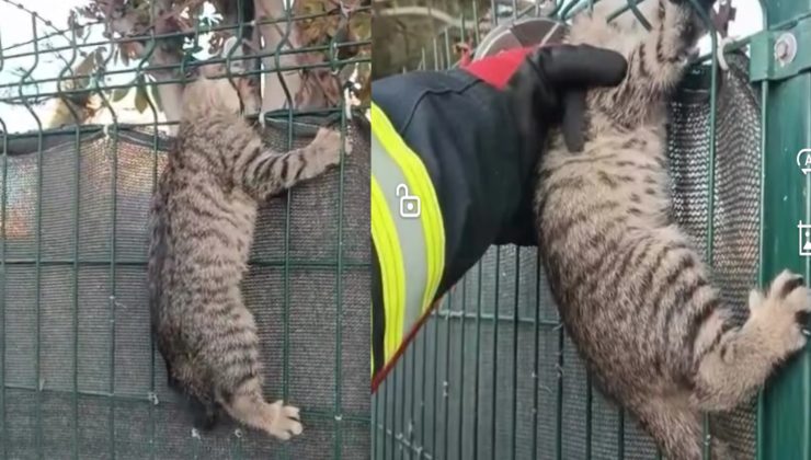 Ereğli’de Tellere Sıkışan Kedi Kurtarıldı