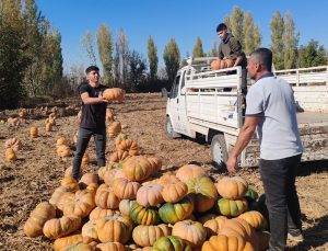 Ereğli’de Bal Kapağı Hasadı Başladı