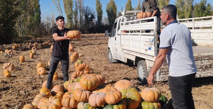 Ereğli’de Bal Kapağı Hasadı Başladı