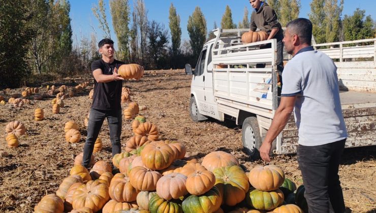 Ereğli’de Bal Kapağı Hasadı Başladı