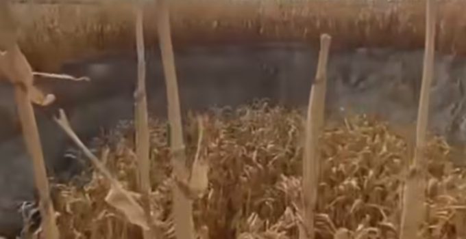 Karapınar’da Mısır Tarlasında Obruk Oluştu