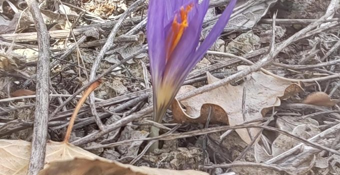 Halkapınar Dağlarında Safran Güzelliği