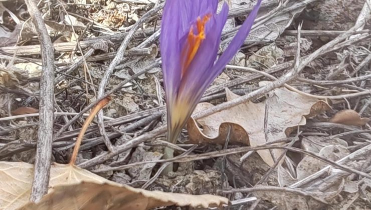 Halkapınar Dağlarında Safran Güzelliği