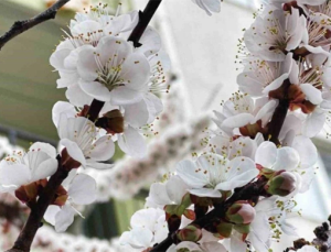 Zirai Don Destek Ödemesi Bugün Hesaplara Aktarılıyor