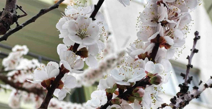 Zirai Don Destek Ödemesi Bugün Hesaplara Aktarılıyor