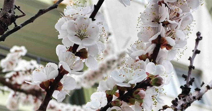 Zirai Don Destek Ödemesi Bugün Hesaplara Aktarılıyor