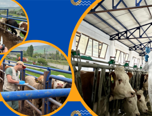 Şap Aşılama Kampanyası Sürüyor