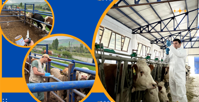 Şap Aşılama Kampanyası Sürüyor