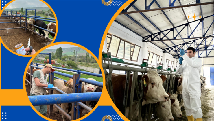 Şap Aşılama Kampanyası Sürüyor