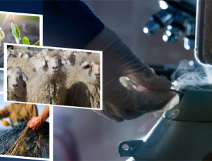 1.1 Milyar Liralık Destekleme Ödemesi Hesaplara Aktarılıyor