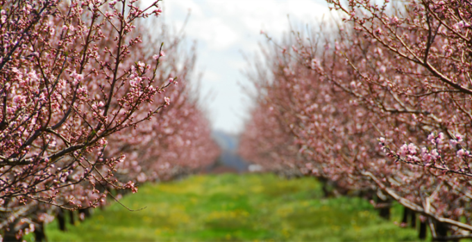 Bakan Yumaklı: “Meyve ve Sebzelerde Don Riskine Karşı Kapsamı Genişletiyoruz”