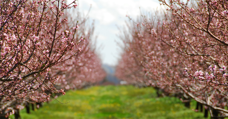 Bakan Yumaklı: “Meyve ve Sebzelerde Don Riskine Karşı Kapsamı Genişletiyoruz”
