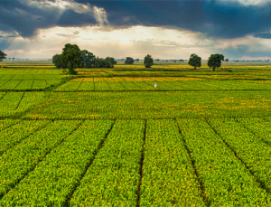 Çiftçilere 1,6 Milyar Liralık Destekleme Ödemesi Yapıldı