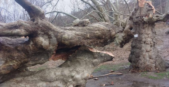 Halkapınar’da 500 Yıllık Çınar Ağacı Fırtınada Yıkıldı