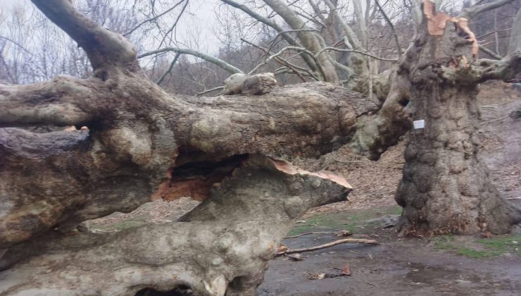 Halkapınar’da 500 Yıllık Çınar Ağacı Fırtınada Yıkıldı