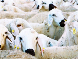 Kırsalda Bereket Küçükbaşa Destek Projesi Başlıyor