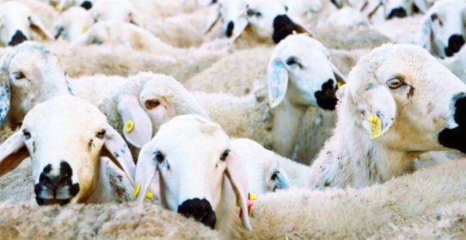 Kırsalda Bereket Küçükbaşa Destek Projesi Başlıyor