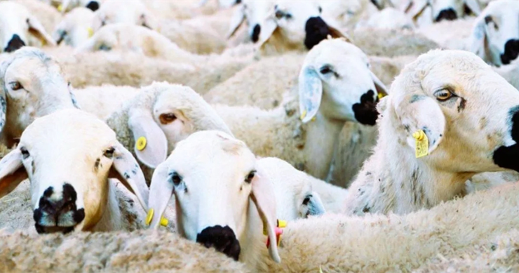 Kırsalda Bereket Küçükbaşa Destek Projesi Başlıyor