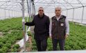 Karapınar’da Kış Sezonu Marul Üretimi Devam Ediyor