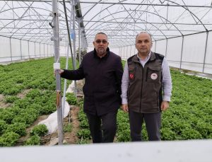 Karapınar’da Kış Sezonu Marul Üretimi Devam Ediyor