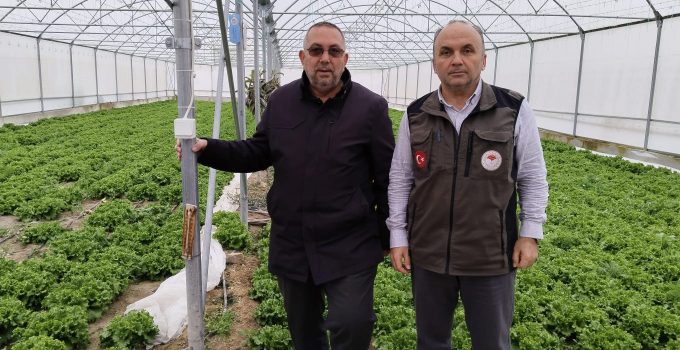 Karapınar’da Kış Sezonu Marul Üretimi Devam Ediyor