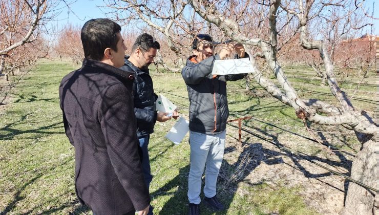 İlçe Tarım Müdürlüğü Ekipleri Meyve Ağaçlarını İnceledi