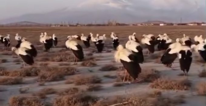 Göç yolundaki leylekler Ereğli’de mola verdi