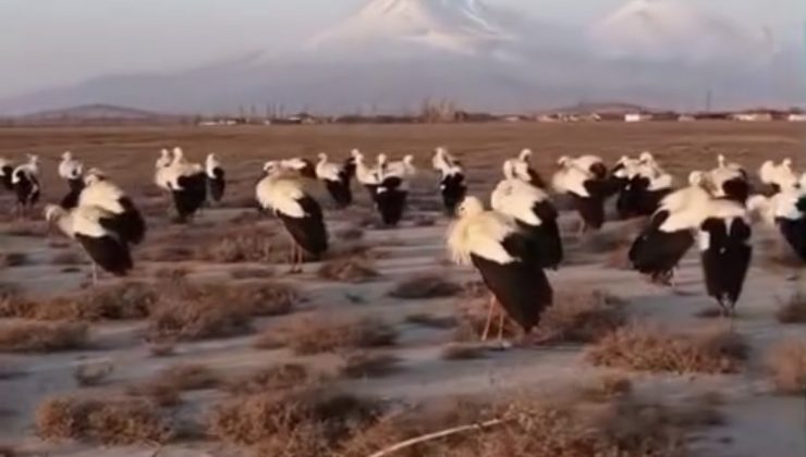 Göç yolundaki leylekler Ereğli’de mola verdi