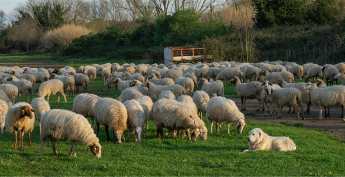Kırsalda Bereket Küçükbaşa Destek Projesinde Başvurular Başladı