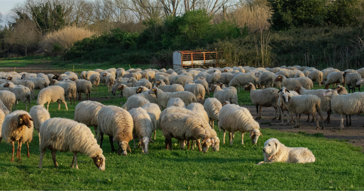 Kırsalda Bereket Küçükbaşa Destek Projesinde Başvurular Başladı