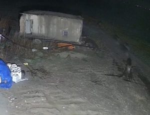 Aç kalan domuz sürüsü yerleşim alanına indi