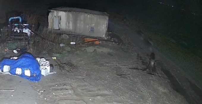 Aç kalan domuz sürüsü yerleşim alanına indi