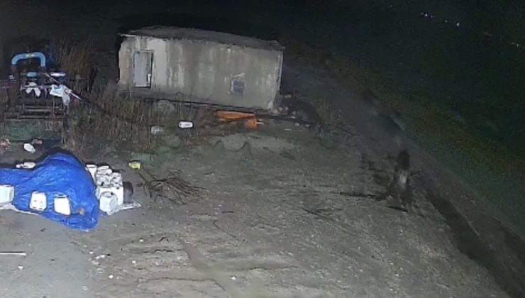 Aç kalan domuz sürüsü yerleşim alanına indi