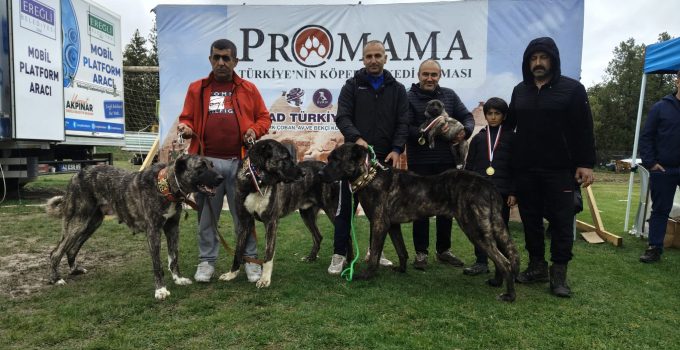 EREĞLİ’DE KÖPEK IRK STANDARTLARI ETKİNLİĞİNE YOĞUN İLGİ