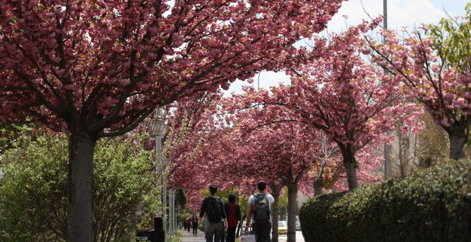 Sakuralar için Japonya’ya gitmenize gerek yok, Konya’da Sakura mevsimi başladı