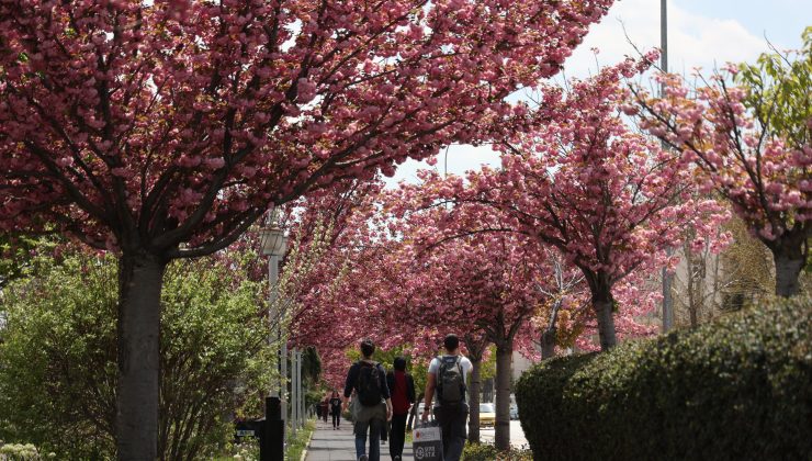 Sakuralar için Japonya’ya gitmenize gerek yok, Konya’da Sakura mevsimi başladı