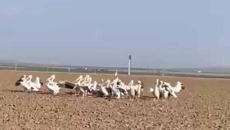 Göç yolculuğundaki pelikanlar,Karapınar’da mola verdi