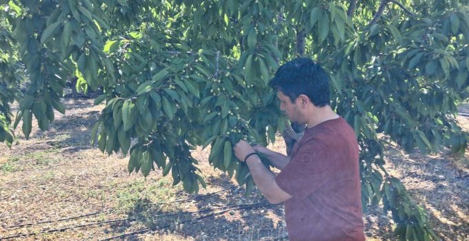 Halkapınar’da kiraz sağlığı kontrol altında