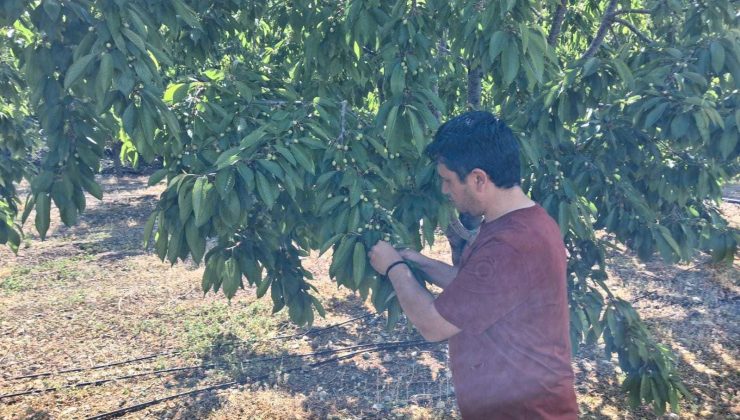 Halkapınar’da kiraz sağlığı kontrol altında