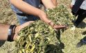 Ereğli’de Sorgum Sudan Otu ile Su Tasarruflu Hayvancılığa Destek