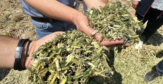 Ereğli’de Sorgum Sudan Otu ile Su Tasarruflu Hayvancılığa Destek